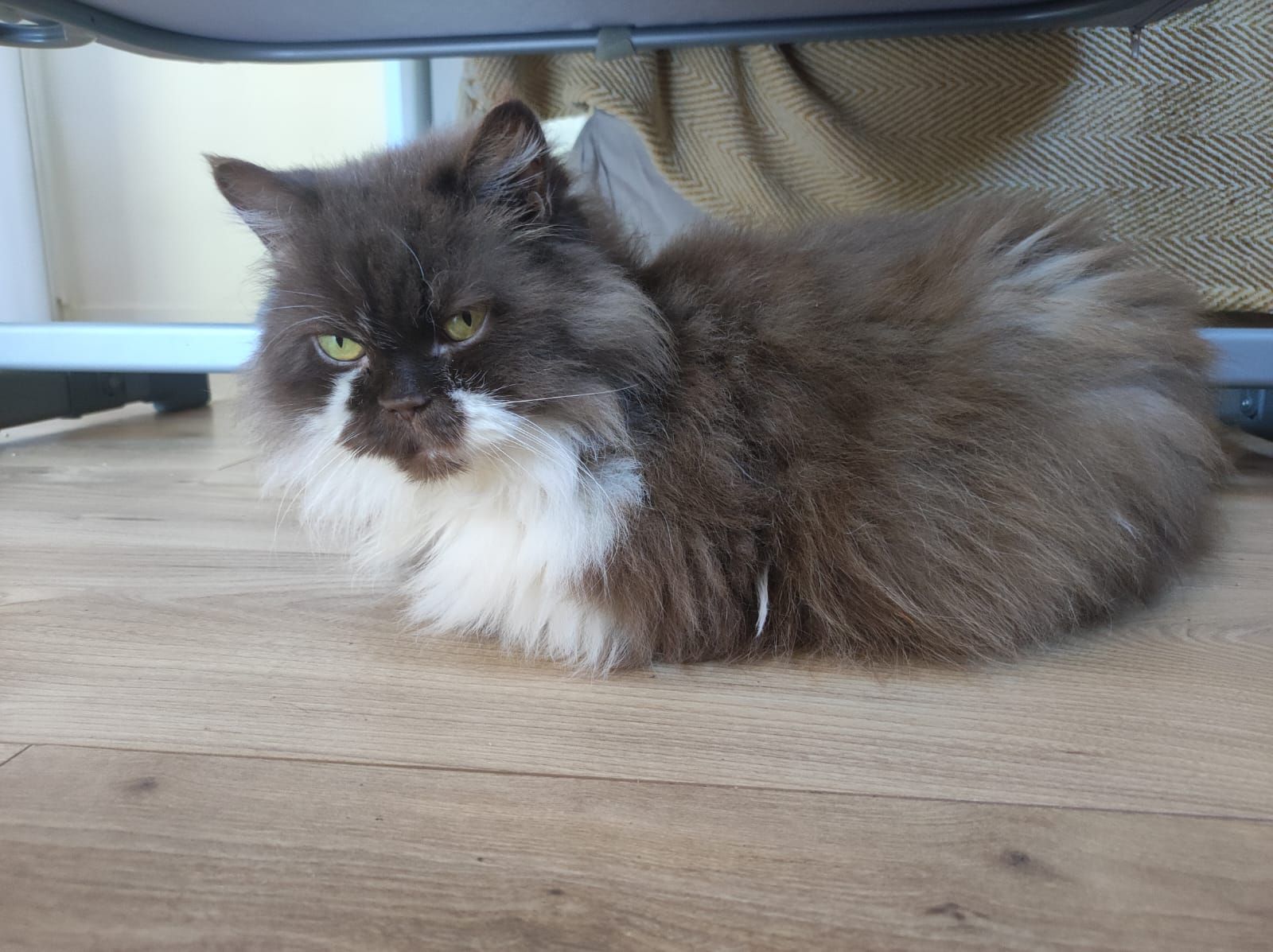 Andreia Da Costa Gonçalves & Gigi - donatrice WoMEN NL